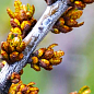 Облепиха "Медовая" (мальчик-опылитель) (средний срок созревания) NEW