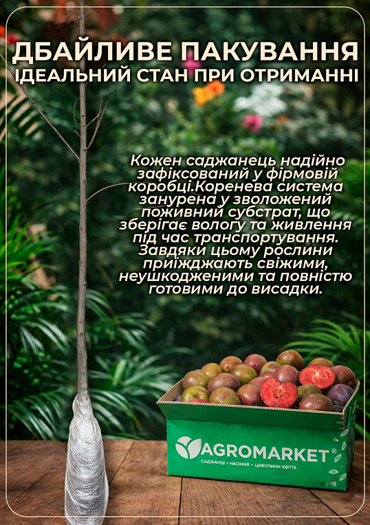 Ексклюзив! Японська слива "Сатсума" (Satsuma) (ранньостиглий) великоплідна 150грамм! - фото 3