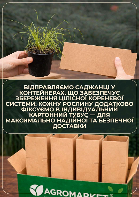 Мискантус китайский "Little Zebra" С1.5