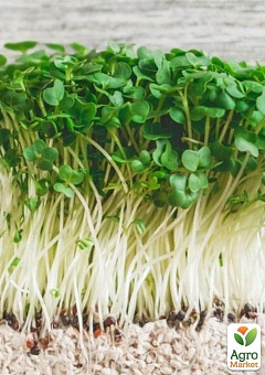 Проращиватель (спаутер) + набор семян микрозелени №1 ТМ "BIO Natura" 29