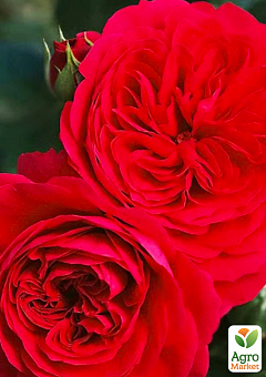 Роза флорибунда "Ред Леонардо" (саженец класса АА+) высший сорт1