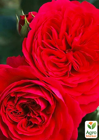 Троянда флорібунда "Ред Леонардо" (саджанець класу АА+) висший сорт
