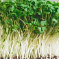 Пророщувач (спаутер) + набір насіння мікрозелені №1 ТМ "BIO Natura"