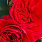 Троянда флорібунда "Ред Леонардо" (саджанець класу АА+) висший сорт