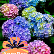 Ексклюзив! AGROBOX з саджанцем гортензії дивовижної краси