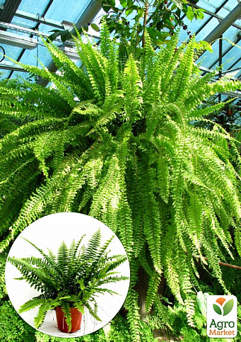 Нефролепіс "Green Lady" (папороть кімнатна)