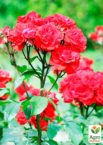 Роза мелкоцветковая (спрей) "Ruby Star" (саженец класса АА+) высший сорт - фото 3