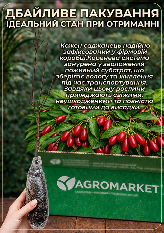 Кизил "Евгения"  - фото 3