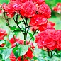 Роза мелкоцветковая (спрей) "Ruby Star" (саженец класса АА+) высший сорт цена
