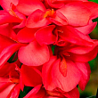 Канна Низкорослая "Crimson Beauty"  купить