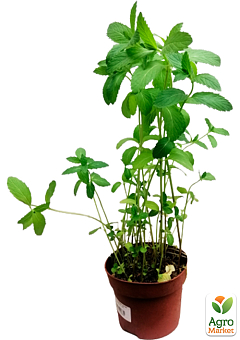 Мята Барбарисовая Якима  (Mentha spicata Yakima)10