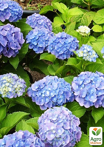 Гортензия крупнолистная "Forever and ever Blue"  - фото 7