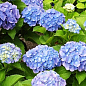 Гортензия крупнолистная "Forever and ever Blue" 
