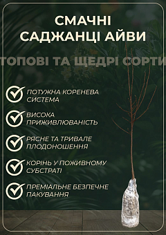 Ексклюзив! Айва бурштинова "Мрія Імператора" (Emperor`s Dream) (преміальний високоврожайний сорт)7