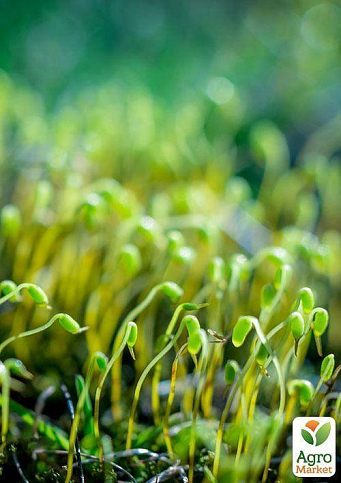 Пророщувач (спраутер) для насіння і мікрозелені ТМ "BIO Natura" - фото 6