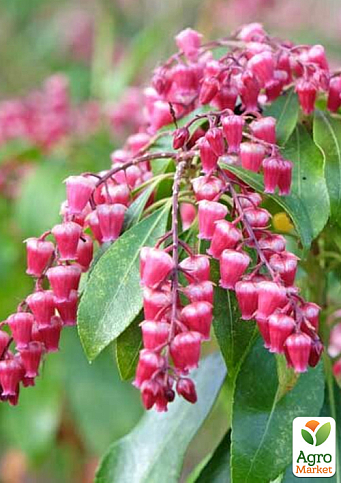 Пиерис японский 2-х летний "Valley Valentine" вазон С1.5 - фото 2
