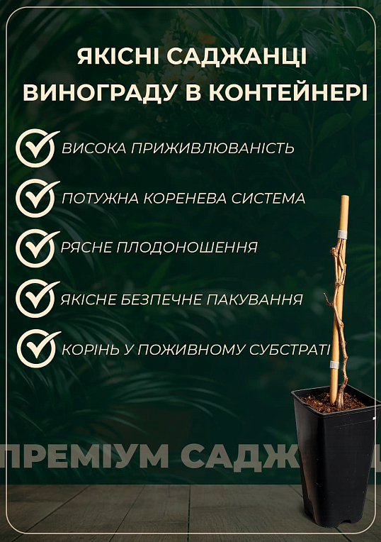 Виноград столовый "Эверест" (укорененный саженец в контейнере) - фото 4