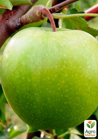 Эксклюзив! Яблоня сочно зеленая "Альпийский луг" (Alpine meadow) (премиальный зимостойкий сорт, поздний срок созревания)