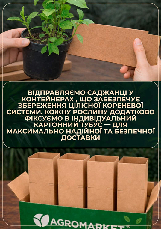 Гортензія крупнолистова 2-х річна "Букет Роуз" висота саджанця 20-40см
