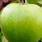 Эксклюзив! Яблоня сочно зеленая "Альпийский луг" (Alpine meadow) (премиальный зимостойкий сорт, поздний срок созревания)