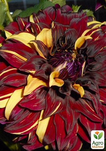 Георгина "Bohemian Spartacus" - фото 3