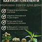 LMTD Алое карликове "Brevifolia", висота рослини 10 см. купить