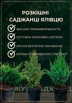 Можжевельник чешуйчатый 3-х летний "Dream Joy" С3, диаметр 25-30 см1