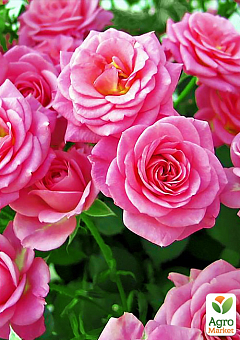 Эксклюзив! Роза чайно-гибридная нежно-розовая "Женское счастье" (Woman`s happiness) (саженец класса АА+, премиальный крупноцветковый сорт)2