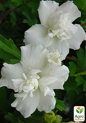 Гибискус древовидный махровый "White Chiffon"