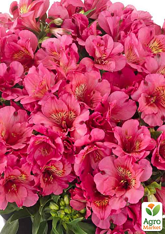 Альстромерия inticancha "Malaga" (выращено in-vitro) С1,5 - фото 6