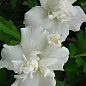 Гибискус древовидный махровый "White Chiffon"
