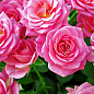 Ексклюзив! Троянда чайно-гібридна ніжно-рожева "Жіноче щастя" (Woman`s happiness) (саджанець класу АА +, преміальний крупноцветковий сорт)