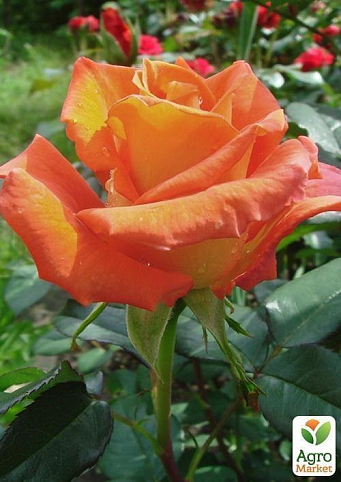 Роза чайно-гібридна "Pastelle"