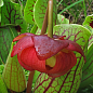 Саррацения Пурпурная (Sarracenia purpurea venosa)