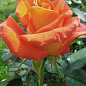 Роза чайно-гибридная "Pastelle"