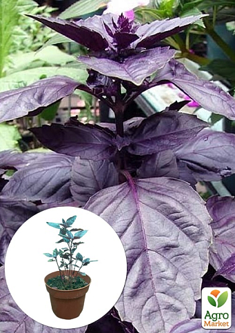 Базилік кущовий "Єреванський" (ароматний, високодекоративний кущ)