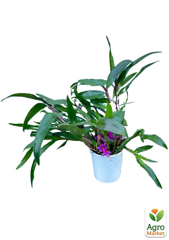 Дендрофаленопсис "Rubin" - фото 7