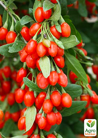 LMTD Годжи "Sweet Lifeberry" (сортовой, морозостойкий сорт)   - фото 2
