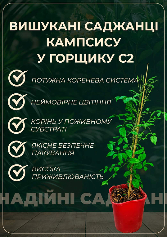 Кампсис повзучий 2-х річний «Flamenko» С3 висота 30-50см