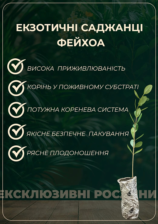 Фейхоа крымский (высота 20-30 см) возраст 2 года - фото 4