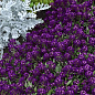 Аліссум (Лобулярія) "Deep Purple"