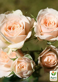 Роза мелкоцветковая (спрей) "Jana" (саджанець класу АА +) вищий сорт2