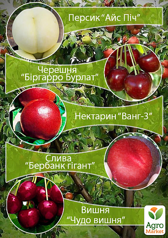 Дерево-сад "Мультифрукт" Персик1+Черешня+Слива+Вишня+Персик2
