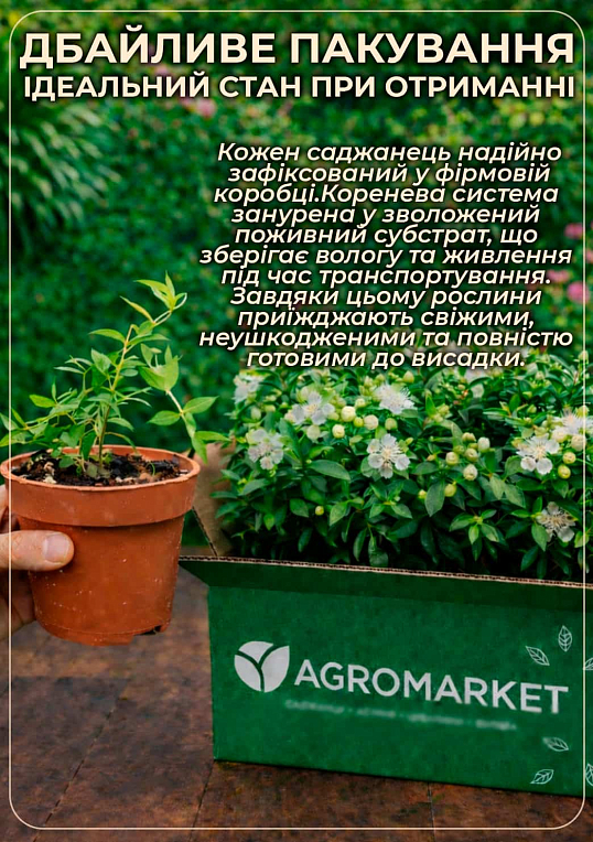 Мирт кімнатний - фото 6