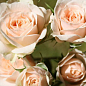 Роза мелкоцветковая (спрей) "Jana" (саженец класса АА+) высший сорт