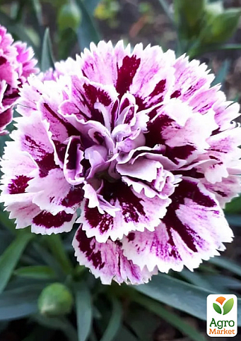 Гвоздика Махровая "Dia Deur Sissy" (контейнер № 10, высота 10 см)