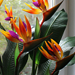 Стреліція Королівська "Bird of Paradise"