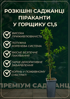 Піраканта "Orange Glow" 3-річна (висота 60-80см)5