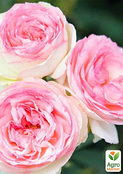 Роза плетистая "Eden Rose" в контейнере, высший сорт7