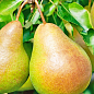 Груша "Катюша" (зимний сорт, поздний срок созревания)